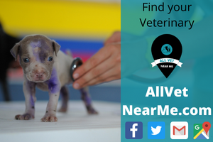 Find your Veterinary - allvetnearme.com 3