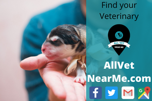 Find your Veterinary - allvetnearme.com 8